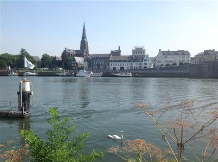 Maastricht river swan (Custom)